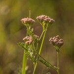 Achillea × roseoalbaപുഷ്പം