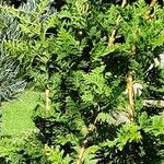Chamaecyparis obtusa Hábito