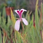 Pelargonium laevigatum Lorea