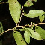 Naucleopsis capirensis Hoja