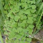 Adiantum capillus-venerisЛист