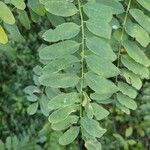 Robinia viscosa Blatt