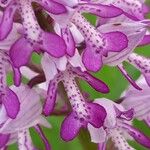 Orchis militaris Kwiat