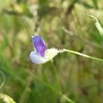 Lathyrus hirsutus Цвят