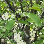 Prunus padus Blomma