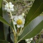 Calophyllum caledonicum Flor