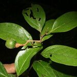 Nectandra umbrosa Fruit