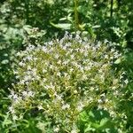 Galium rubioides Цветок