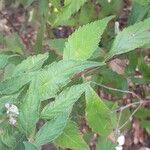 Elsholtzia stauntonii Hoja