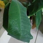 Euphorbia leuconeura পাতা