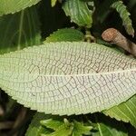 Strobilanthes hamiltonianus Other