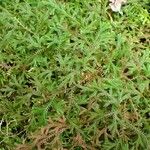 Selaginella concinna Hábito