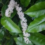 Prunus lusitanica Blomst