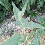 Atriplex sagittata Blad