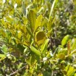 Chamaedaphne calyculata Blatt