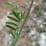 Hippocrepis scorpioides Folha