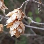 Ostrya carpinifolia Ffrwyth