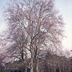 Platanus x hispanica Хабит