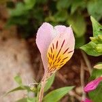 Alstroemeria ligtuFlors