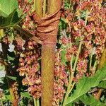 Rheum palmatum 樹皮