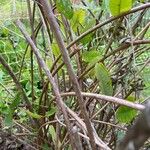 Lespedeza bicolor 樹皮