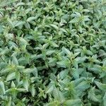 Mentha × piperitaLevél