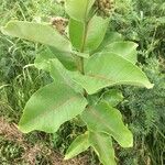 Asclepias viridiflora पत्ता