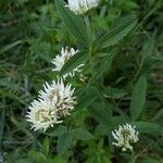 Trifolium montanum Flower