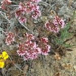 Chorizanthe fimbriata Flower