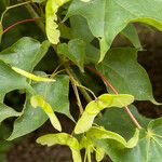 Acer cappadocicum Frugt