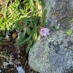 Armeria multiceps Elinympäristö