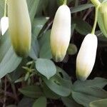 Polygonatum odoratum Квітка