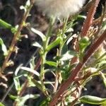 Erigeron acris Листок