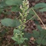 Teucrium scorodoniaBlüte