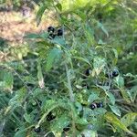 Solanum scabrum Ліст