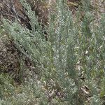 Artemisia tridentata 葉