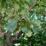 Quercus dentata Leaf