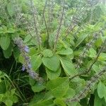 Plectranthus barbatusкора