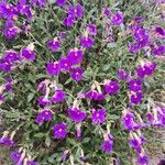 Aubrieta columnae Flower