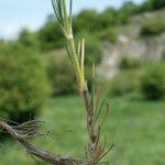 Minuartia glomerata Hoja