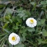 Bellis rotundifolia Flower
