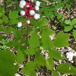 Actaea pachypoda 葉