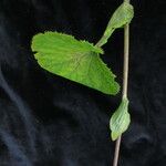 Ligularia fischeri Habit