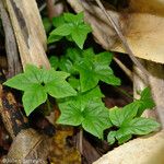 Tacca leontopetaloides Feuille