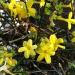 Jasminum nudiflorum 花