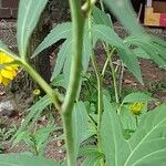 Rudbeckia laciniata Bark