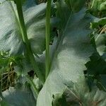 Papaver somniferum Blatt