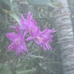 Calypso bulbosa Blüte