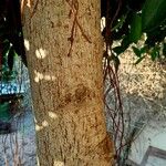 Ficus rubiginosa Kéreg/szár