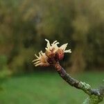 Acer saccharinum Blüte